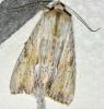 Apamea lithoxylaea
